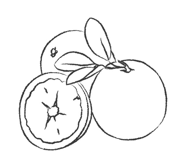 Vector dibujo vectorial de frutas naranjas