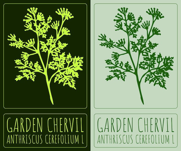 Dibujo vectorial GARDEN CHERVIL Ilustración dibujada a mano El nombre latino es ANTHRISCUS CEREFOLIUM L