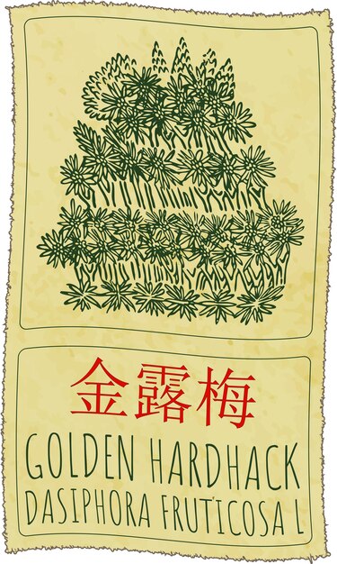 Dibujo vectorial GOLDEN HARDHACK en chino Ilustración dibujada a mano Nombre latino DASIPHORA FRUTICOSA L