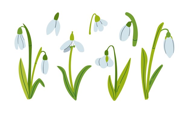 Dibujo vectorial de gotas de nieve Gotas de Nieve para decoración y diseño Ilustración plana dibujada a mano aislada en flor blanca de primavera Feria del 8 de marzo