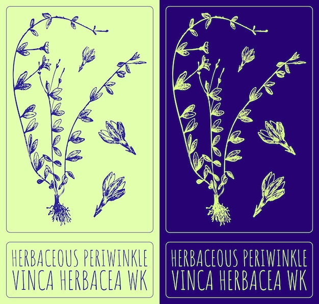 Dibujo vectorial HERBASEUS PERIWINKLE Ilustración dibujada a mano El nombre latino es VINCA HERBACEA WK