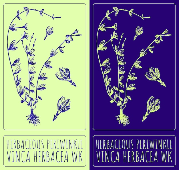 Vector dibujo vectorial herbaseus periwinkle ilustración dibujada a mano el nombre latino es vinca herbacea wk