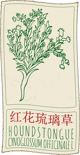 Dibujo vectorial HOUNDSTONGUE en chino Ilustración dibujada a mano El nombre latino es CYNOGLOSSUM OFFICINALE L