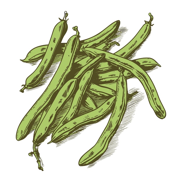 Dibujo vectorial de judías verdes Ilustración de estilo grabado dibujada a mano aislada
