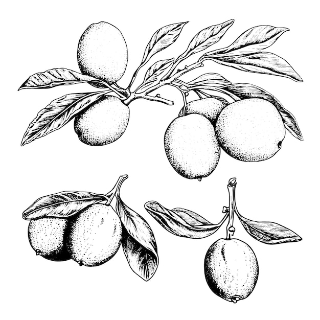 Dibujo vectorial de kumquat Ilustración de estilo grabado dibujada a mano aislada