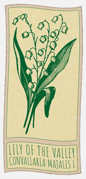 Dibujo vectorial LILIO DE LA VALLEYA Ilustración dibujada a mano El nombre latino es CONVALLARIA MAJALIS L