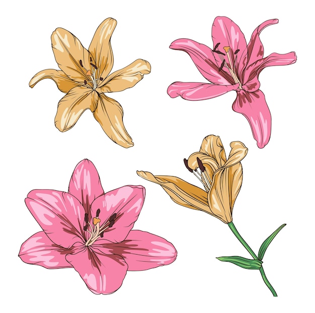 Vector dibujo vectorial de lirios rosas y amarillos sobre un fondo transparente. ilustración botánica de flor de lirio