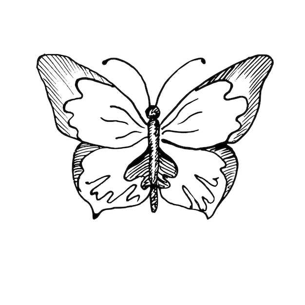 Dibujo vectorial de una mariposa, ilustración lineal dibujada a mano de un insecto volador en blanco y negro