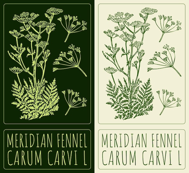 Dibujo vectorial MERIDIAN FENNEL Ilustración dibujada a mano El nombre latino es CARUM CARVI L