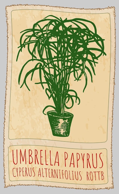 Dibujo vectorial PAPIRO UMBRELLA en chino Ilustración dibujada a mano El nombre latino es CYPERUS ALTERNIFOLIUS ROTTB