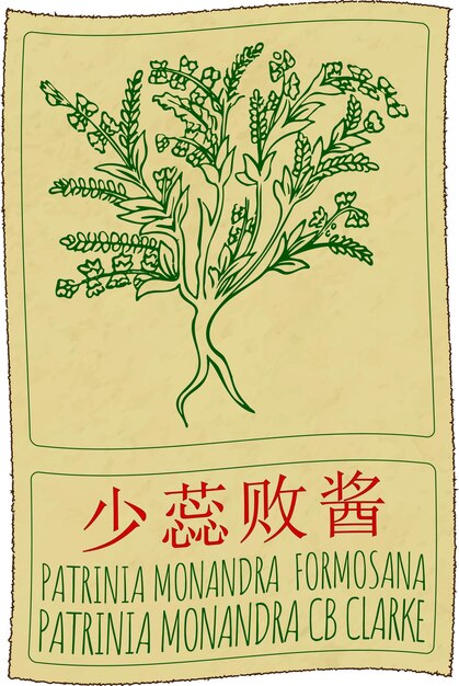 Dibujo vectorial PATRINIA MONANDRA FORMOSANA en chino Ilustración dibujada a mano El nombre latino es PATRINI MONANDRA CB CLARKE