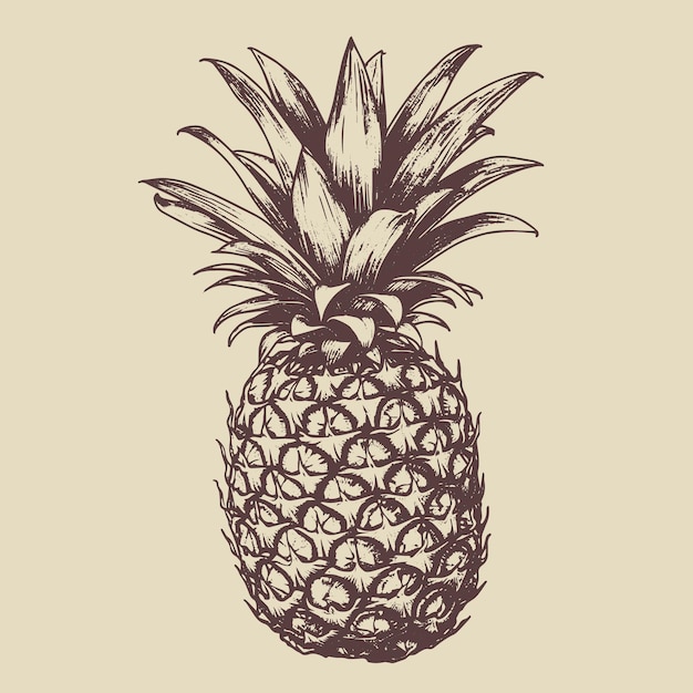 Dibujo vectorial de piña Ilustración de estilo grabado dibujada a mano aislada
