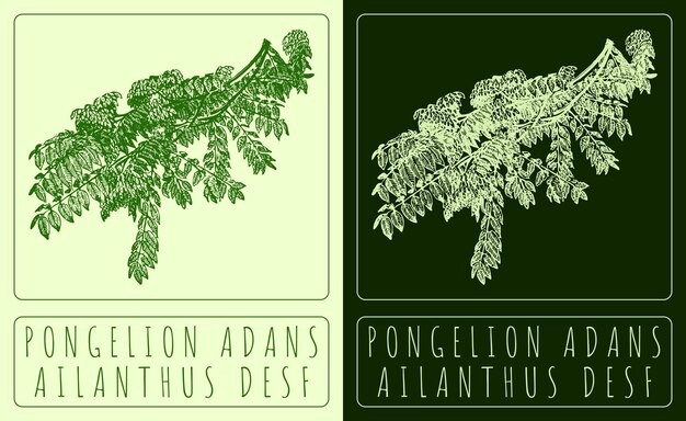 Dibujo vectorial PONGELION ADANS Ilustración dibujada a mano El nombre latino es AILANTHUS DESF