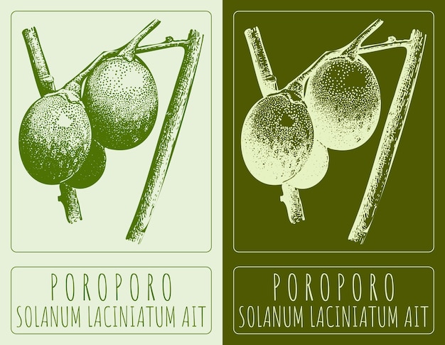 Dibujo vectorial POROPORO Ilustración dibujada a mano El nombre latino es SOLANUM LACINIATUM AIT