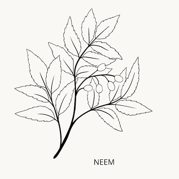 dibujo vectorial rama de árbol de neem Azadirachta indica ilustración dibujada a mano