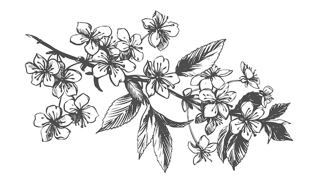 dibujo vectorial de una rama de sakura en flor Ilustración de flores de cerezo de primavera en una antigua técnica de grabado dibujo de tinta negra para cosméticos envases de alimentos decoraciones de boda