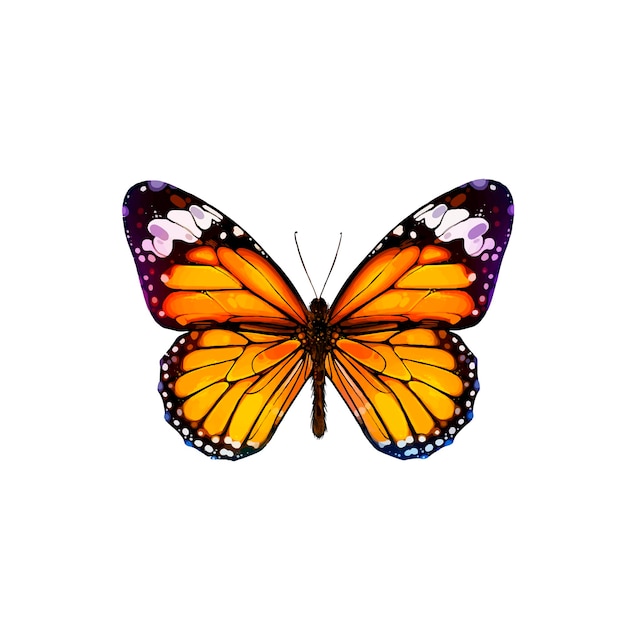 Dibujo vectorial realista de hermosa mariposa, mariposa monarca, polilla