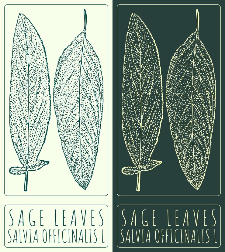 Vector dibujo vectorial sage leaves ilustración dibujada a mano el nombre latino es salvia officinalis l
