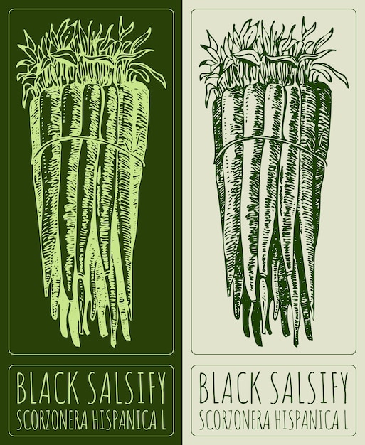 Dibujo vectorial SALSIFY NEGRE Ilustración dibujada a mano El nombre latino es SCORZONERA HISPANICA L