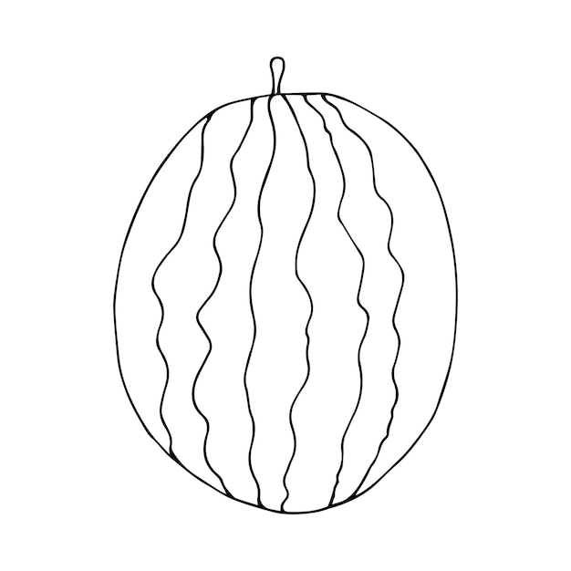 Dibujo vectorial de sandía. Baya dibujada a mano aislada sobre fondo blanco.