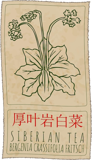 Dibujo vectorial TEA SIBERIANA en chino Ilustración dibujada a mano El nombre latino es BERGENIA CRASSIFOLIA FRITCH