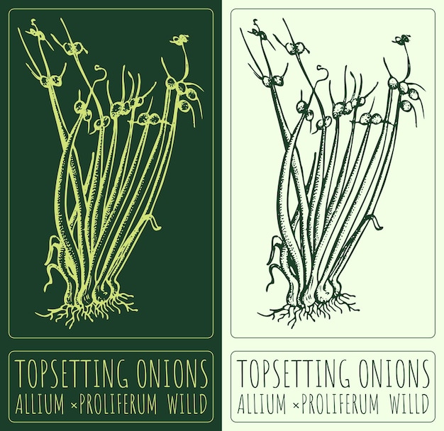 Dibujo vectorial TOPSETTING ONIONS Ilustración dibujada a mano El nombre latino es ALLIUM PROLIFERUM WILLD