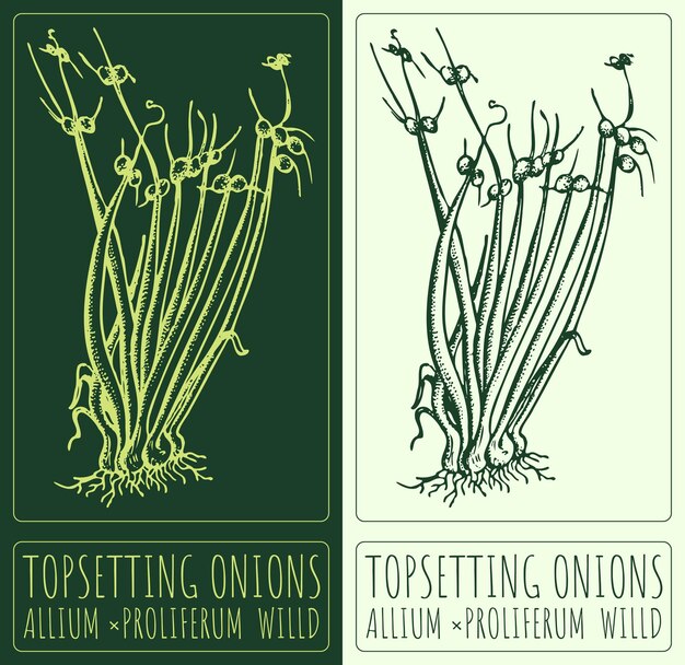 Dibujo vectorial TOPSETTING ONIONS Ilustración dibujada a mano El nombre latino es ALLIUM PROLIFERUM WILLD