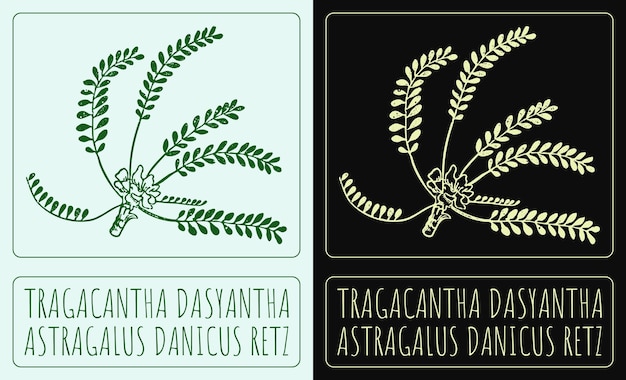 Dibujo vectorial Tragacantha DASYANTHA Ilustración dibujada a mano El nombre latino es ASTRAGALUS DANICUS RETZ