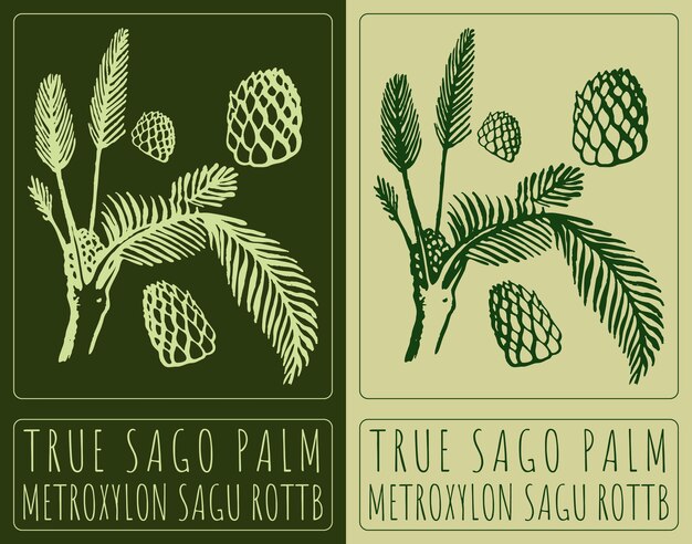 Dibujo vectorial TRUE SAGO PALM Ilustración dibujada a mano El nombre latino es METROXYLON SAGU ROTTB