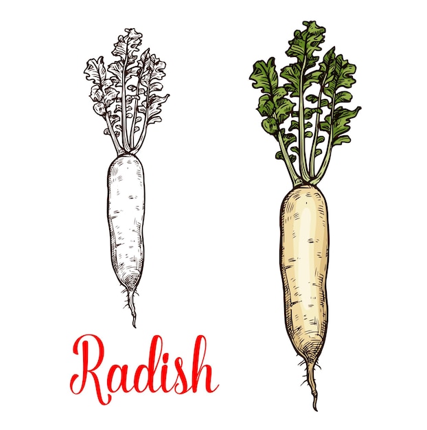 Dibujo vectorial de tubérculo vegetal de rábano
