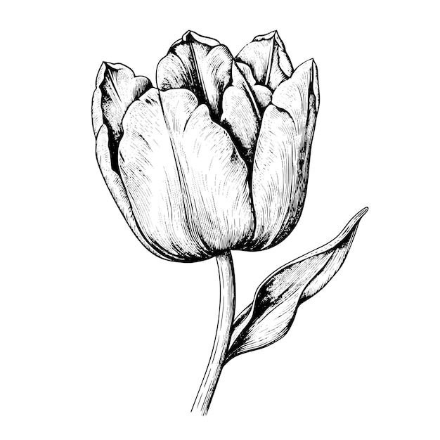 Dibujo vectorial de tulipán Ilustración de estilo grabado dibujada a mano aislada