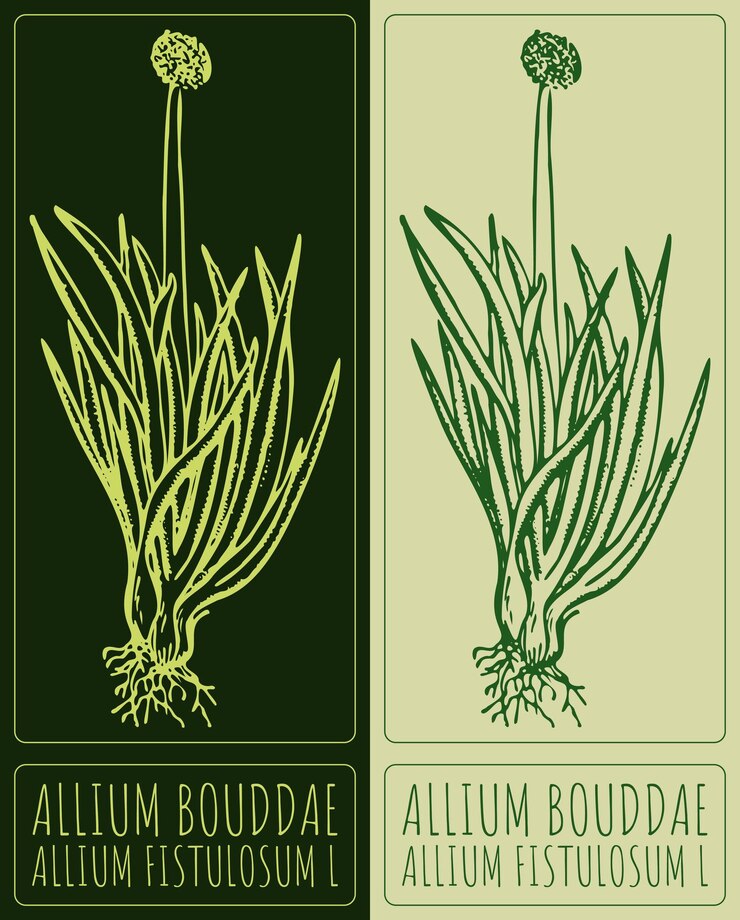 Vector dibujo vectorial welsh onion ilustración dibujada a mano el nombre latino es allium fistulosum l