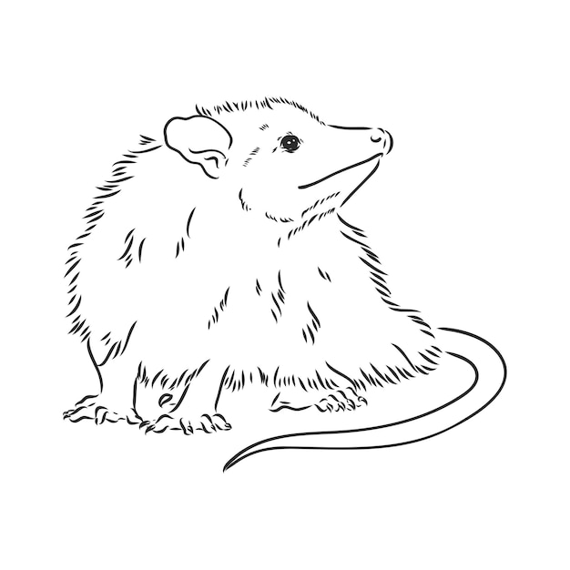 Dibujo vectorial zarigüeya bozal zarigüeya ilustración vectorial