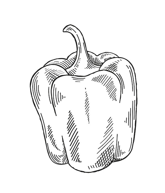 Dibujo vegetal minimalista pimiento dibujado a mano producto natural y orgánico temporada de otoño comiendo