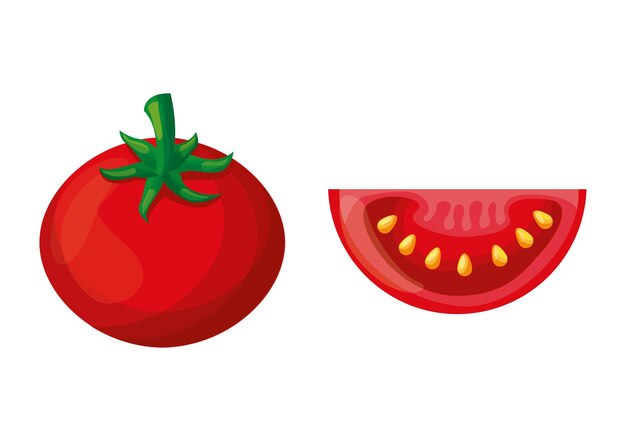 Dibujo vegetal de tomate aislado sobre fondo blanco. ilustración vectorial