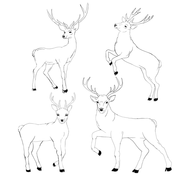 dibujo de venado