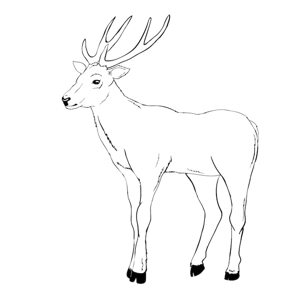 Dibujo de venado