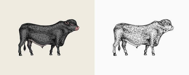 Dibujo vintage de animales de granja de vacas domésticas