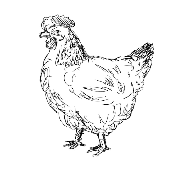 Dibujo de vista lateral de pollo o gallina de Sussex
