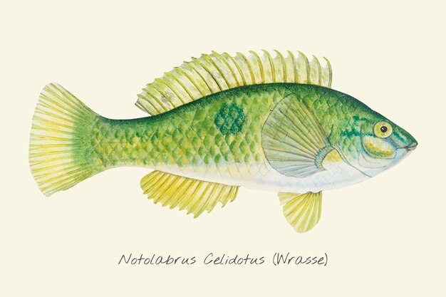 Dibujo de un Wrasse