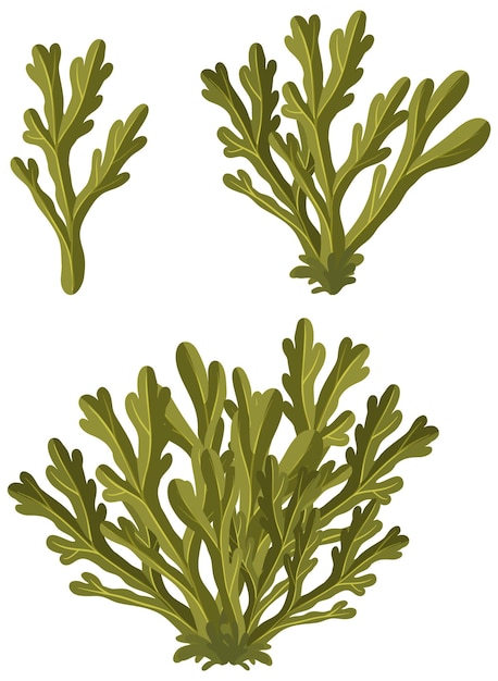 Vector dibujos animados de algas wrack aislado