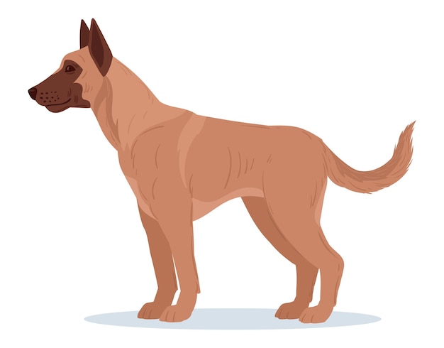 Dibujos animados belga malinois servicio perro raza pura raza mascota doméstica pastor belga malinois guardia o perro policía ilustración vectorial plana