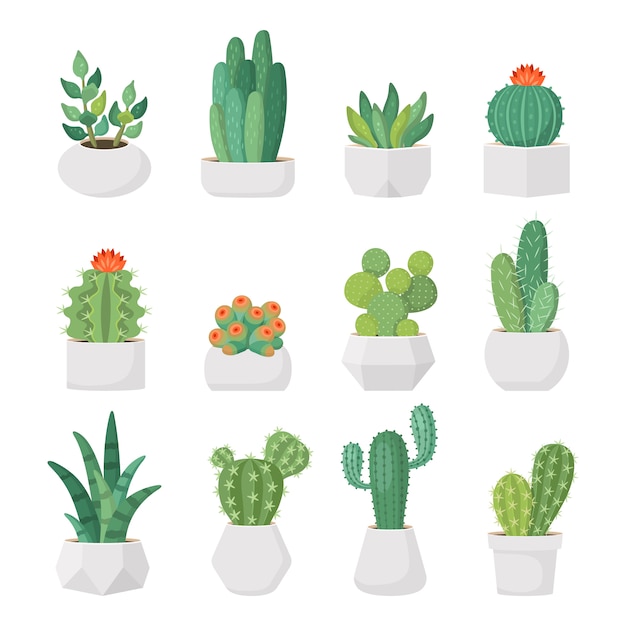 Dibujos animados de cactus y suculentas en macetas vector set