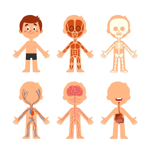 Dibujos animados chico cuerpo anatomía