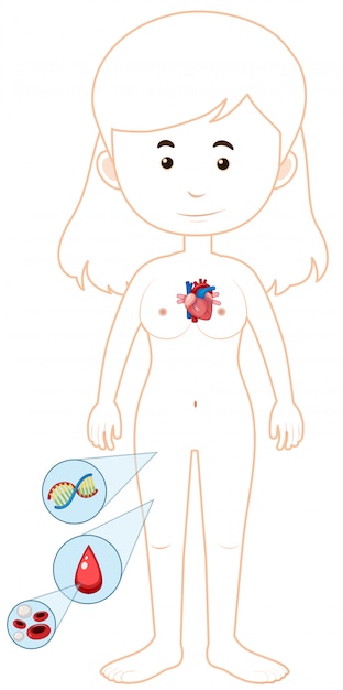 Vector dibujos animados de diagrama médico chica