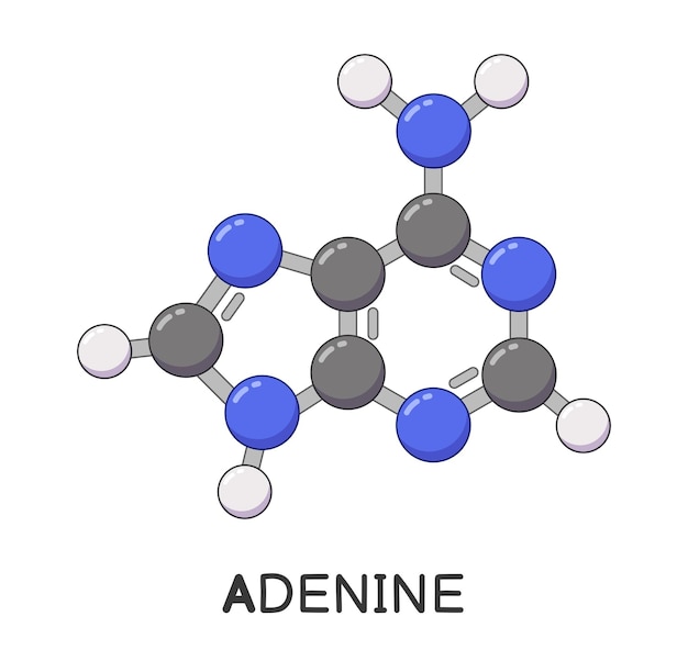 Dibujos animados de estructura de molécula de adenina de ADN o ARN