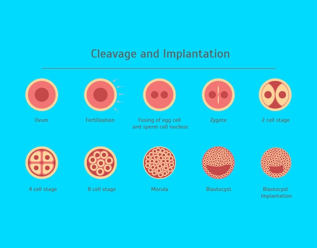 Dibujos animados iconos de fertilización in vitro tratamiento de reproducción del embarazo y concepto de atención médica estilo de diseño plano ilustración vectorial