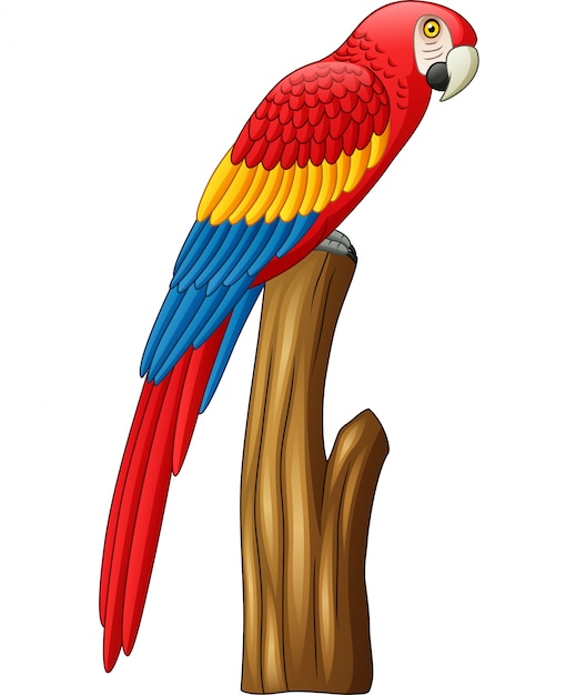 Dibujos animados lindo pájaro guacamayo