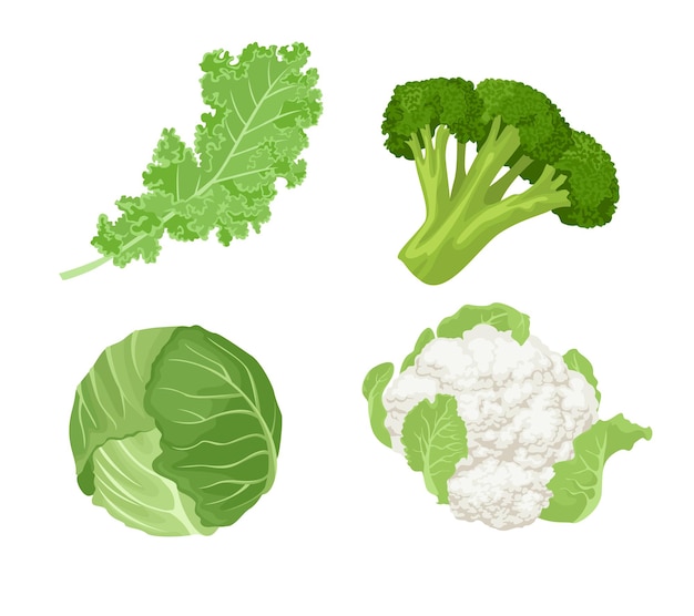 Dibujos animados de repollo, col rizada, brócoli y coliflor. conjunto de verduras verdes.