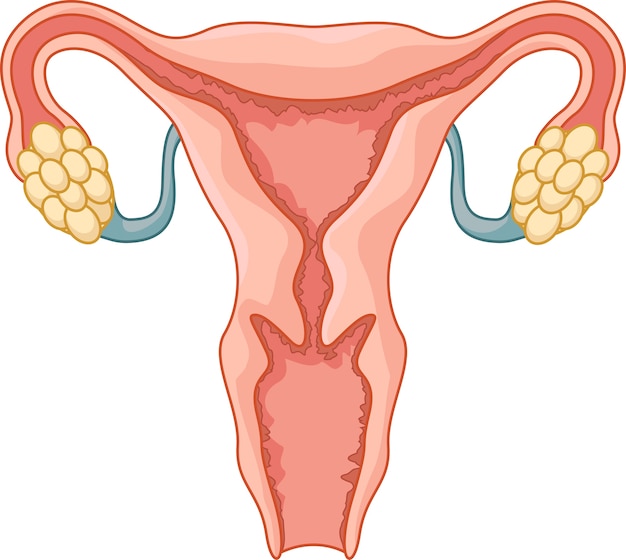 Vector dibujos animados de sistema reproductivo femenino